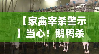 【家禽宰杀警示】当心！鹅鸭杀害方法曝光，颠覆传统观念，呼吁采取人道对待方式！